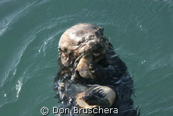 Watched this California Sea Otter dive repeatedly. He fin... by Don Bruschera 